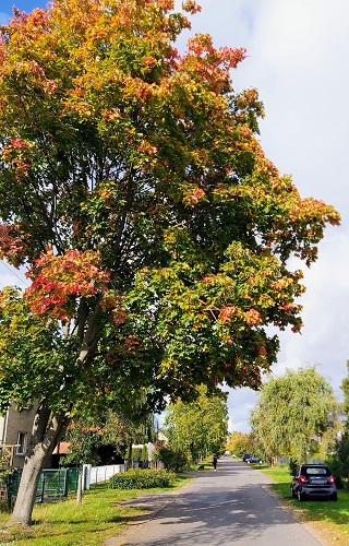 Baum mit bunten Blättern