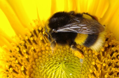 Biene in einer Sonnenblume